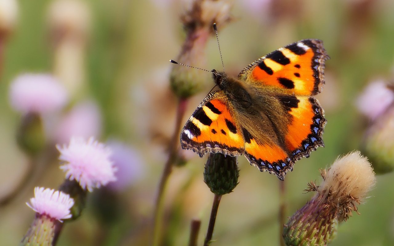 motyl